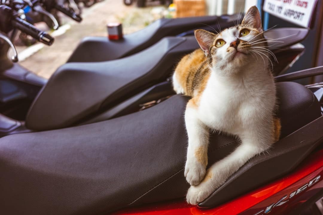 motorcycle rental phuket phuket experience