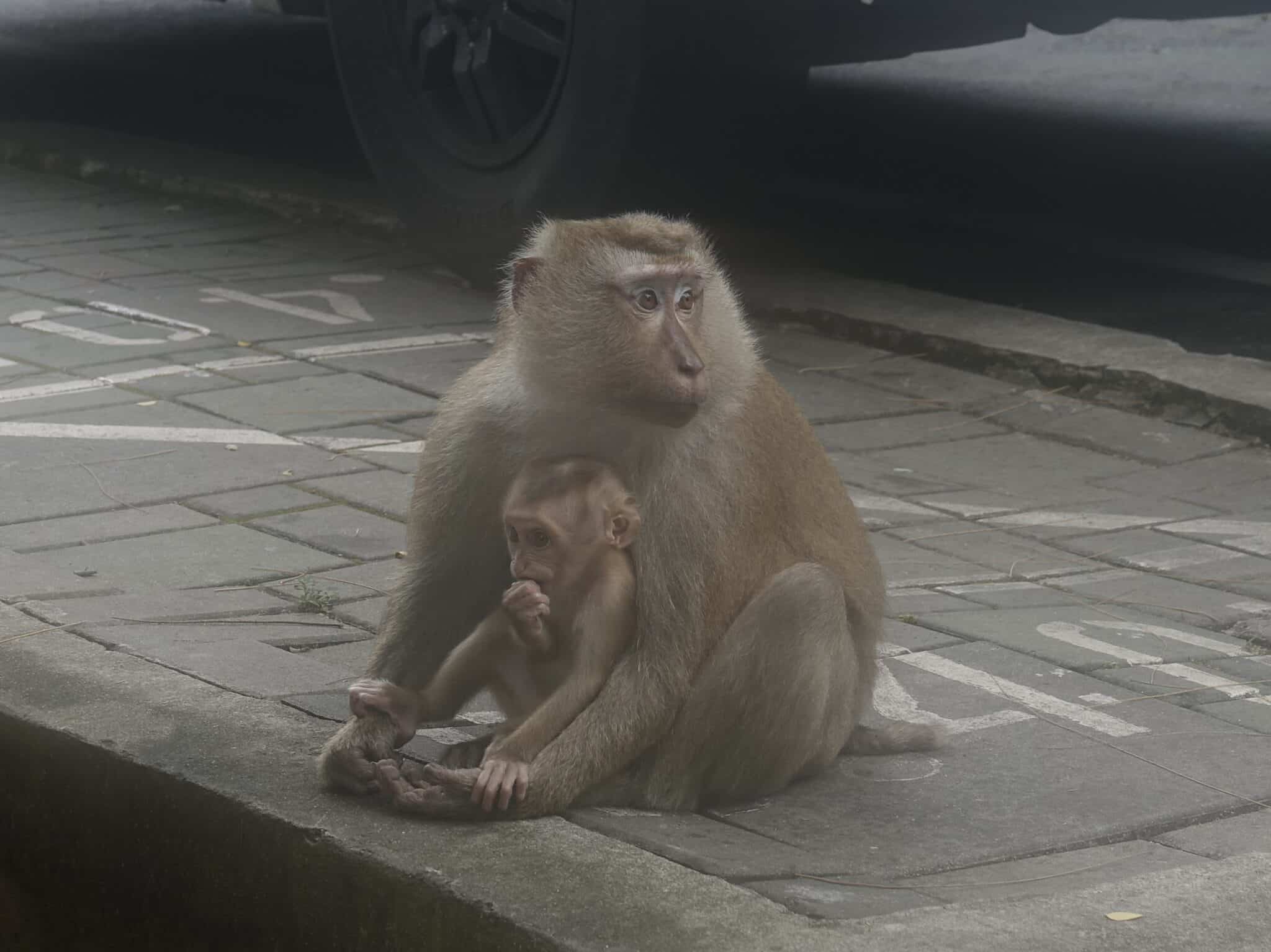 Wild macaque monkeys at Monkey Hill, Phuket, Thailand