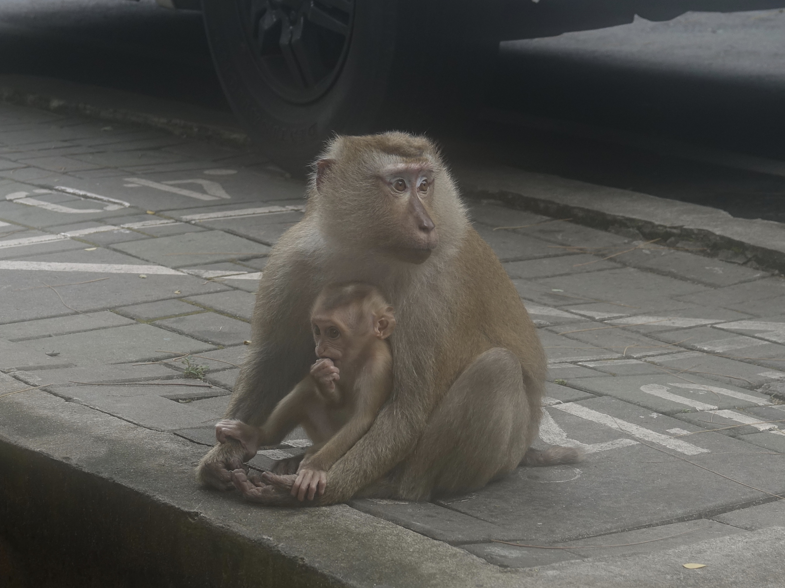 Monkey Hill – A Fun Spot to Explore in Phuket Town 2 Wild macaque monkeys at Monkey Hill, Phuket, Thailand