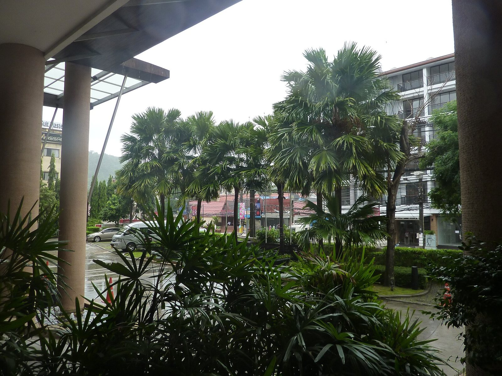 Palm trees and garden outside a hotel in Phuket